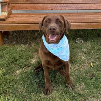 Roe -  Labrador Retriever Dog for Adoption in Logan, Utah - Roe | PetCurious