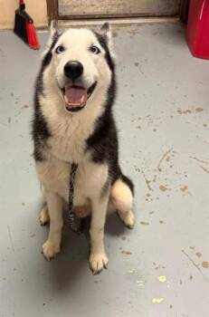 Siberian Husky Dogs Available for Adoption - SMOKEY | PetCurious