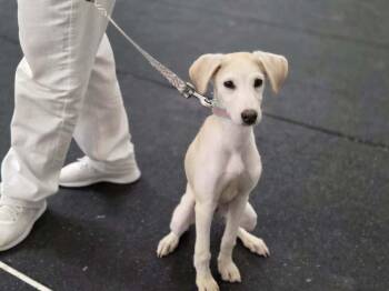 Sailor -  Whippet and Labrador Retriever Dog for Adoption - Sailor | PetCurious