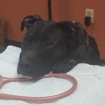 Pit Bull Terrier and Mixed Breed Dogs Available for Adoption in Flagstaff, Arizona - Mozzarella | PetCurious