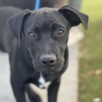 Rescue Labrador Retriever and Terrier Dogs for Adoption in San Diego, California - Dooly | PetCurious