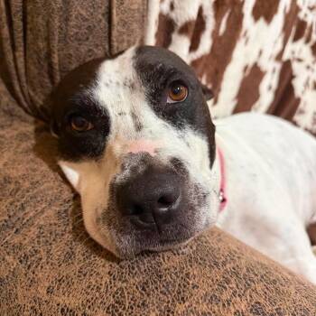 Valentina -  Pit Bull Terrier Dog for Adoption in Yonkers, New York - Valentina | PetCurious
