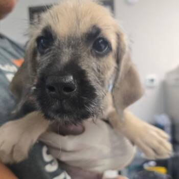 Terrier Dogs Available for Adoption in Bentonville, Arkansas - Ivy | PetCurious