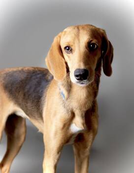 Rescue Hound Dogs for Adoption in Baton Rouge, Louisiana - TAWNY | PetCurious