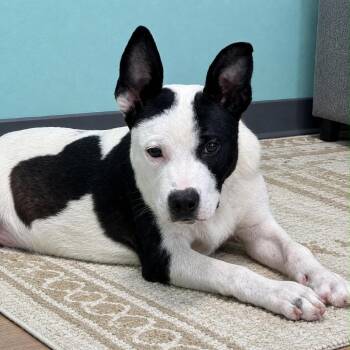 Jess -  Australian Cattle Dog Blue Heeler and Border Collie Dog for Adoption in Nashville, Tennessee - Jess | PetCurious