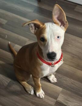 Bowie -  Terrier Dog for Adoption in Joppa, Alabama - Bowie | PetCurious