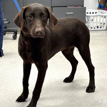 Rescue Labrador Retriever Dogs for Adoption in Washington, District Of Columbia - Rebecca | PetCurious