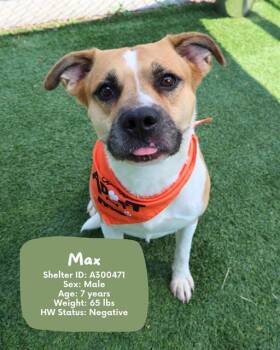 Rescue Mixed Breed Dogs for Adoption in Columbia, South Carolina - MAX | PetCurious