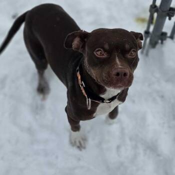 Pit Bull Terrier and Chihuahua Dogs Available for Adoption - Cher | PetCurious