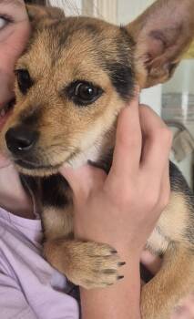 Chihuahua Dogs Available for Adoption in The Woodlands, Texas - Theo | PetCurious