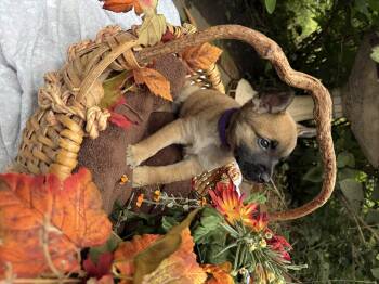 Rescue Dachshund Dogs for Adoption in Chalfont, Pennsylvania - Jacob | PetCurious