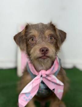 Gizmo-One of our Amazing Rescue Dogs -  Border Terrier and Norfolk Terrier Dog for Adoption in Carlsbad, California - Gizmo-One Of Our Amazing Rescue Dogs | PetCurious