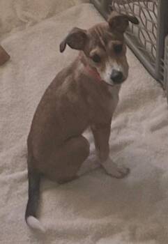 Spunk now Aimee -  Rat Terrier and Chihuahua Dog for Adoption in Douglasville, Georgia - Spunk Now Aimee | PetCurious