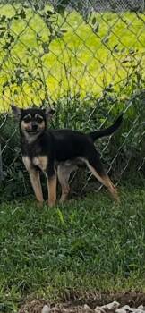 Theodore -  Chihuahua Dog for Adoption in Aurora, Indiana - Theodore | PetCurious
