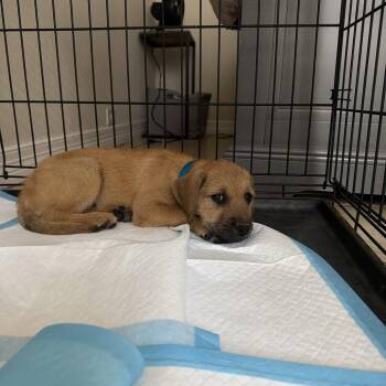 Terrier Dogs Available for Adoption in Dallas, Texas - Cici | PetCurious