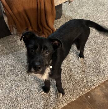 Rescue Wirehaired Terrier and Schnauzer Dogs for Adoption in Winter, Wisconsin - Edwin | PetCurious