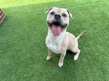 HUBBA BUBBA -  American Staffordshire Terrier and Mixed Breed Dog for Adoption in Grand Prairie, Texas - HUBBA BUBBA | PetCurious