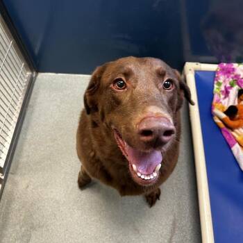 Roscoe -  Chocolate Labrador Retriever Dog for Adoption in Chesapeake, Virginia - Roscoe | PetCurious