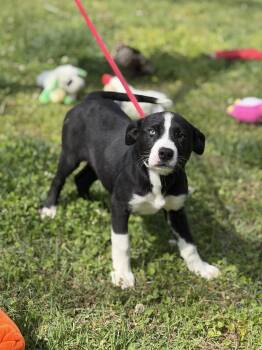 Terrier and Labrador Retriever Dogs Available for Adoption in Locust Fork, Alabama - Rigatoni | PetCurious