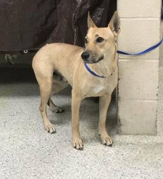 Rescue German Shepherd Dog and Mixed Breed Dogs for Adoption in Conroe, Texas - PENNEY | PetCurious