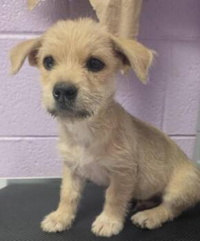 Fox Terrier and Schnauzer Dogs Available for Adoption in El Paso, Texas - 61069991 | PetCurious
