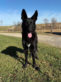 Rescue Shepherd and German Shepherd Dog Dogs for Adoption in Council Bluffs, Iowa - Valley Girl | PetCurious