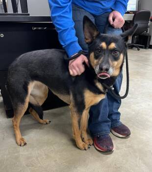 London -  Shepherd Dog for Adoption in Pierceton, Indiana - London | PetCurious