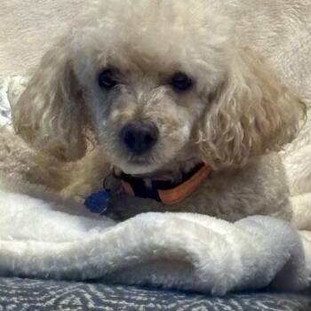 Asta -  Miniature Poodle Dog for Adoption in Broken Arrow, Oklahoma - Asta | PetCurious