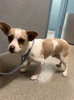 YAKO -  Chihuahua Dog for Adoption in Las Vegas, Nevada - YAKO | PetCurious