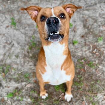 Bogey -  Mixed Breed Dog for Adoption in Milton, Florida - Bogey | PetCurious