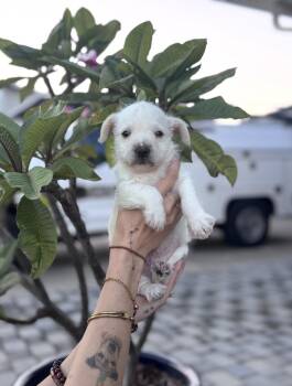 Palmer -  Terrier Dog for Adoption in Los Angeles, California - Palmer | PetCurious
