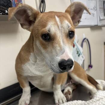 Daphne -  Basset Hound and Black Mouth Cur Dog for Adoption in Lakeland, Florida - Daphne | PetCurious