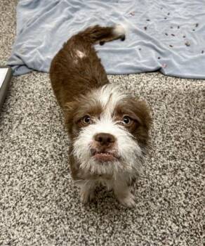 Rupert -  Mixed Breed Dog for Adoption in Westland, Michigan - Rupert | PetCurious
