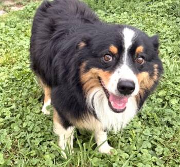 Ace - fostered in SE Nebraska, Humboldt (1.5 hours South of Omah -  Border Collie Dog for Adoption in Overland Park, Kansas - Ace - Fostered In SE Nebraska, Humboldt (1.5 Hours South Of Omah | PetCurious