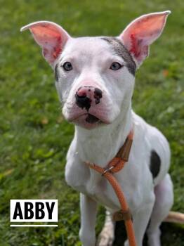 Abby -  Mixed Breed Dog for Adoption in Flint, Michigan - Abby | PetCurious