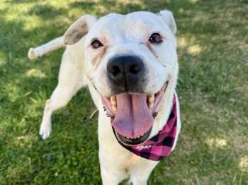 Pit Bull Terrier Dogs Available for Adoption in Colorado Springs, Colorado - WHITNEY | PetCurious