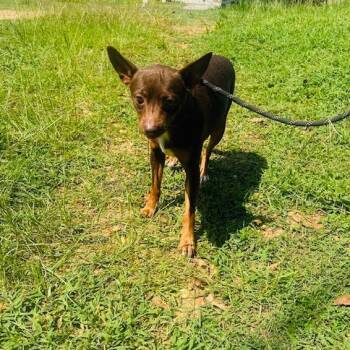 Odie -  Chihuahua Dog for Adoption in Enterprise, Alabama - Odie | PetCurious