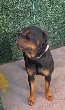 61648149 -  Rottweiler and Mixed Breed Dog for Adoption in El Paso, Texas - 61648149 | PetCurious