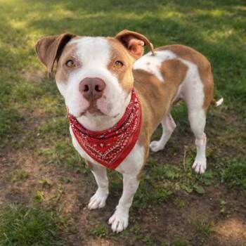 Mixed Breed Dogs Available for Adoption in Merriam, Kansas - Teddy | PetCurious