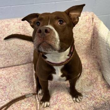 Damon -  Mixed Breed Dog for Adoption in Fairport, New York - Damon | PetCurious