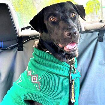 Rescue Labrador Retriever Dogs for Adoption in New York, New York - JOHNNY "In NY: Foster Or Forever Home Needed!" | PetCurious