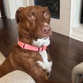 Kirby -  Pit Bull Terrier Dog for Adoption in Houston, Texas - Kirby | PetCurious