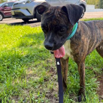 Merlin -  Boxer Dog for Adoption in Harrisonburg, Virginia - Merlin | PetCurious