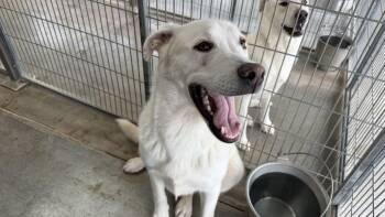 Charm -  Labrador Retriever Dog for Adoption in Canutillo, Texas - Charm | PetCurious