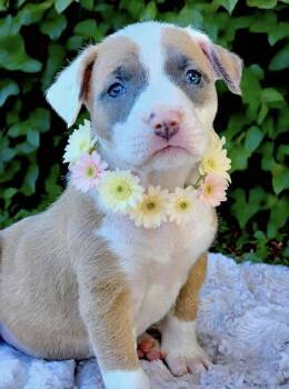 American Staffordshire Terrier and Staffordshire Bull Terrier Dogs Available for Adoption in Newport Beach, California - Cappuccino | PetCurious