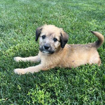 Remi -  Terrier Dog for Adoption in Plainfield, Illinois - Remi | PetCurious