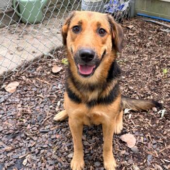 Faith -  Shepherd Dog for Adoption in Belleville, Illinois - Faith | PetCurious
