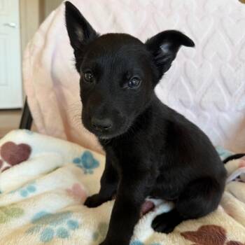 Labrador Retriever Dogs Available for Adoption in Murray, Utah - Q-bert | PetCurious