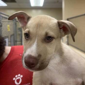 Hondo -  Labrador Retriever and Mixed Breed Dog for Adoption in Birmingham, Alabama - Hondo | PetCurious