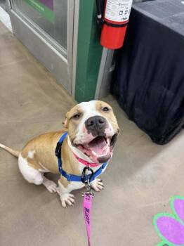 American Staffordshire Terrier and American Bulldog Dogs Available for Adoption in Saugus, Massachusetts - Wanda Joy | PetCurious